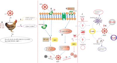 Immunity to Avian Leukosis Virus: Where Are We Now and What Should We Do?